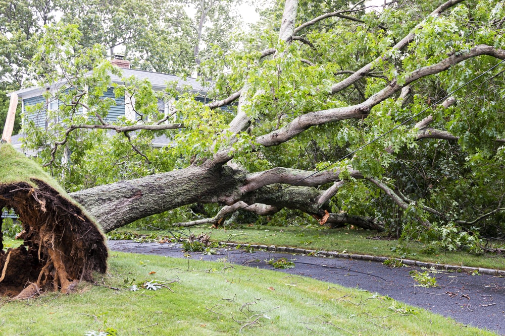 Chicago emergency tree removal. Picture show aftermath of a powerful storm. 