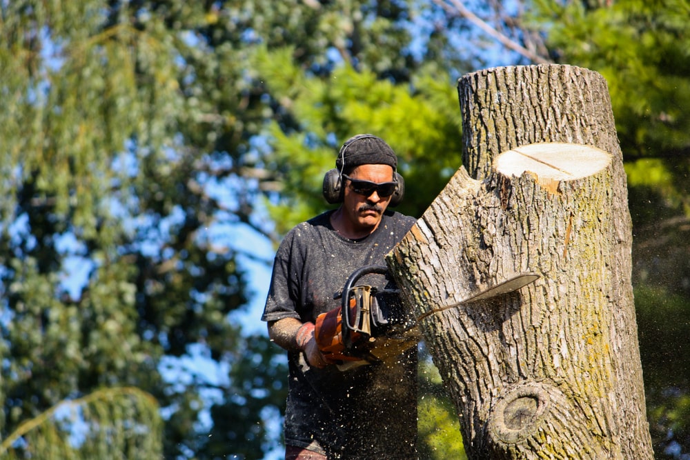 Chicago tree removal. Picture shows a man cutting down a tree. 