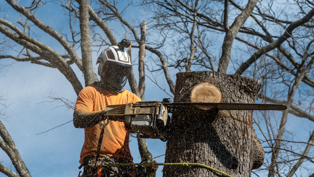Chicago Tree Service Pro employee cutting down a tree. 